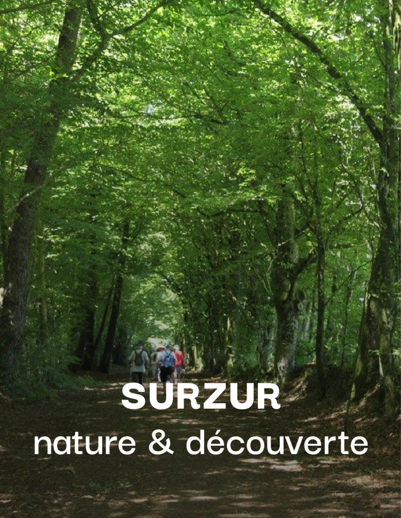 Photo d'un for&ecirc;t avec randonneurs surzur