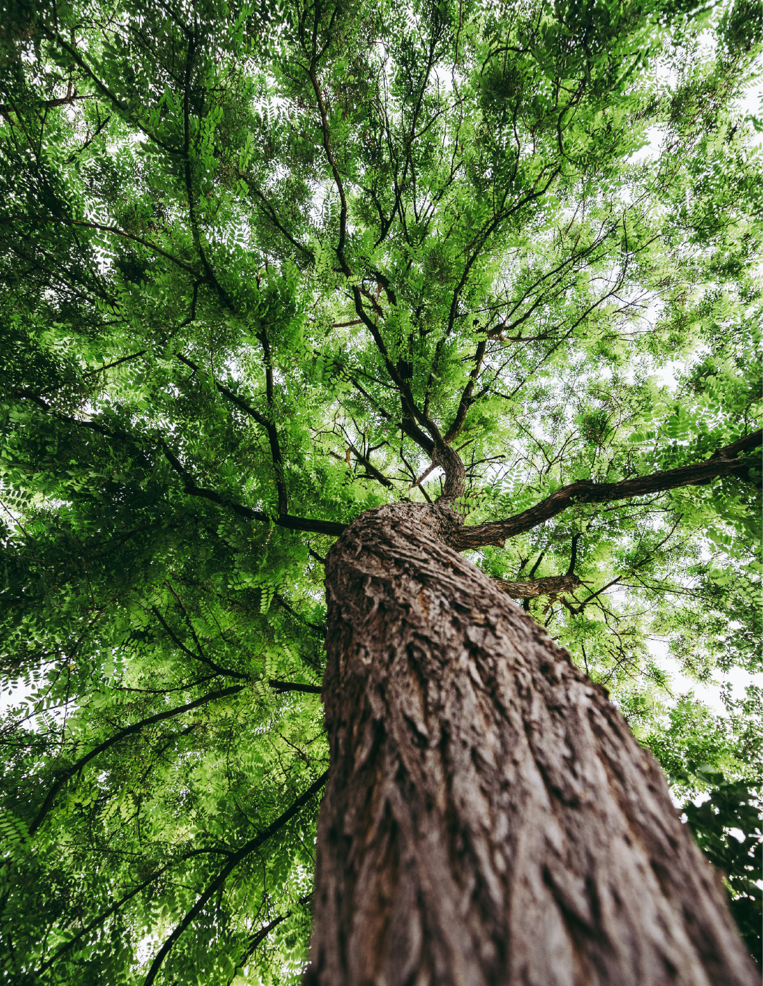Photographie d'un arbre vue du dessous